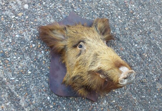 Vintage Mounted Boar's Head