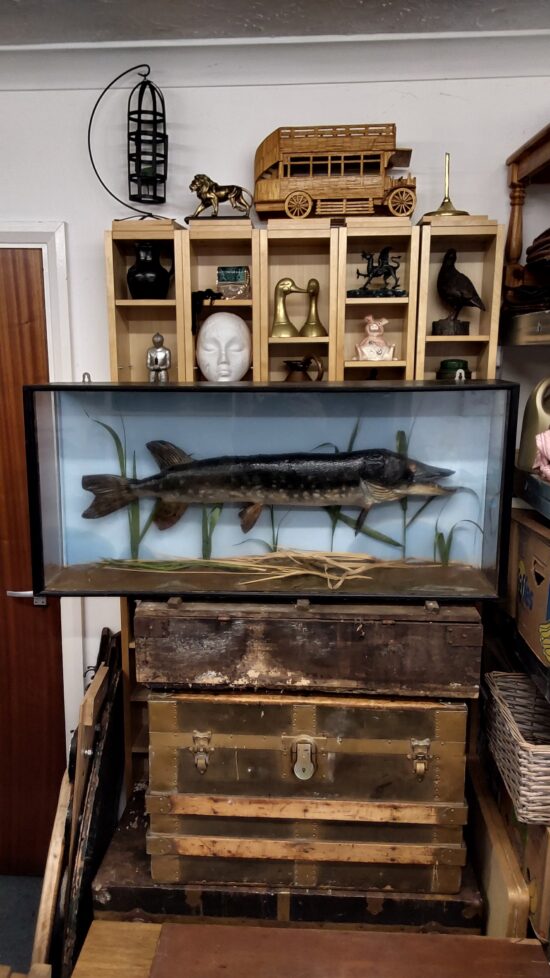 Taxidermy Pike