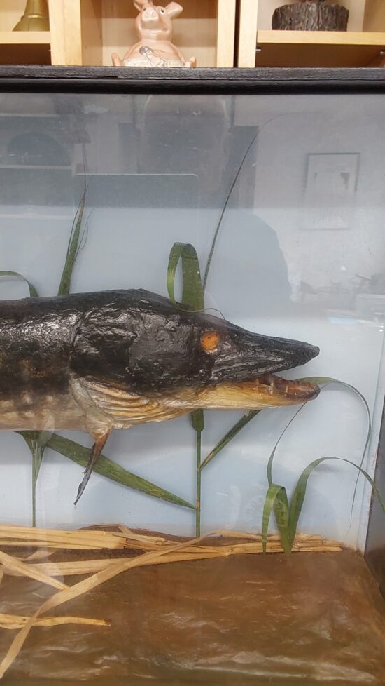 Taxidermy Pike - Image 2