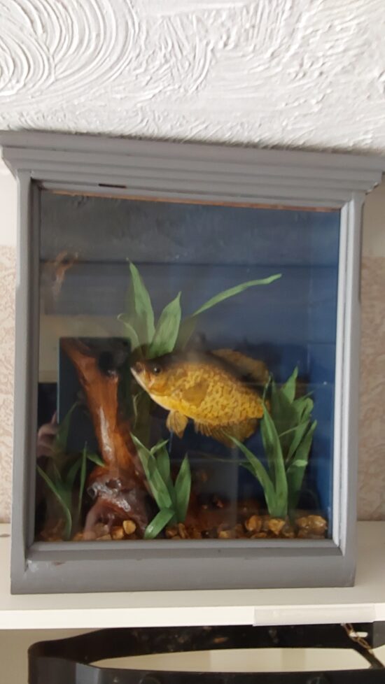Stuffed Fish in Case