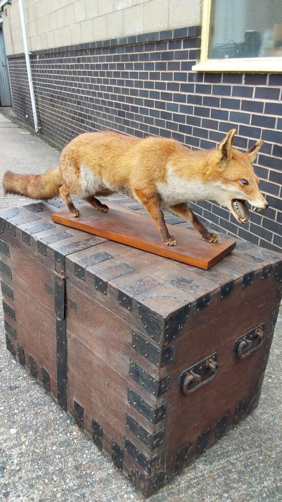 Taxidermy Fox.