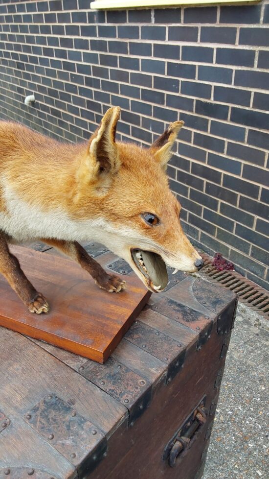 Taxidermy Fox. - Image 2